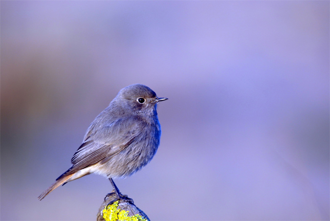 Cotxa fumada(Phoenicurus ochruros)