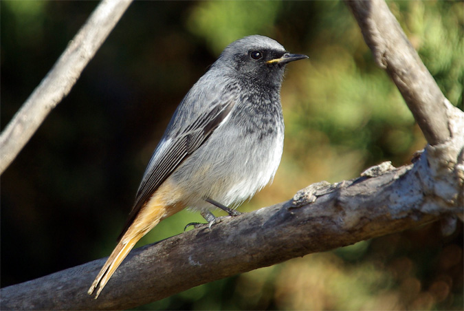 Cotxa fumada mascle(Phoenicurus ochruros)