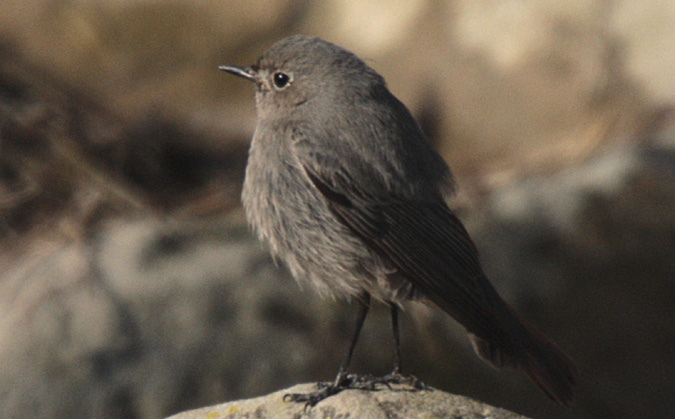 Cotxa Blava(Luscinia svecica)