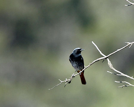 Cotxa fumada. Colirrojo tizón (Phoenicurus ochuros)