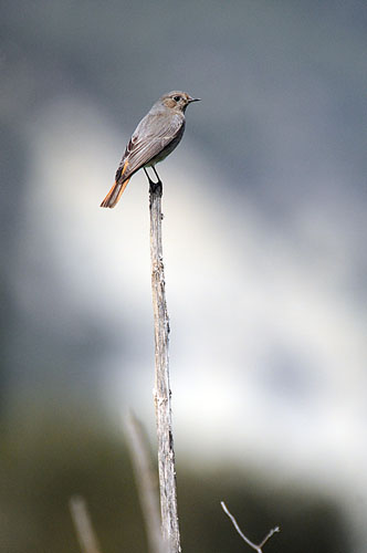 Cotxa fumada. Colirrojo tizon (Phoenicurus ochruros)