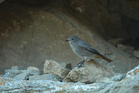 Cotxa fumada. Colirrojo tizón. Phoenicurus ochruros