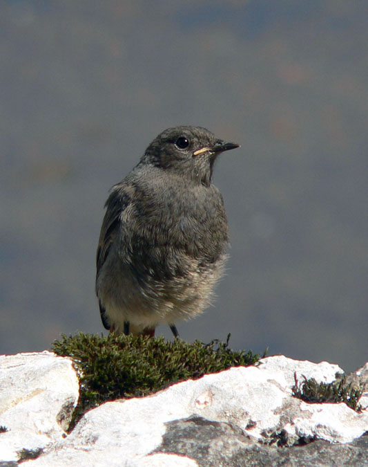 Cotxa fumada (Phoenicurus ochruros)