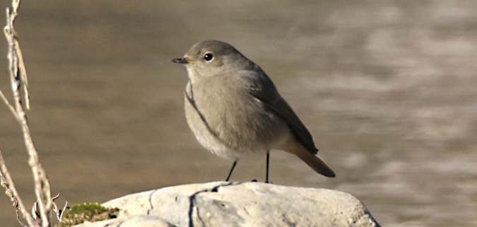 Cotxa fumada (Phoenicurus ochruros)