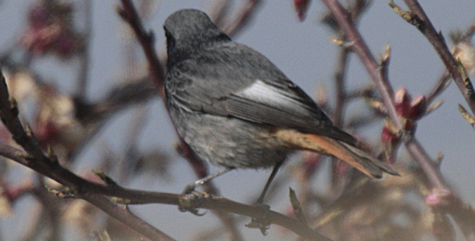 Cotxa fumada (Phoenicurus ochruros)