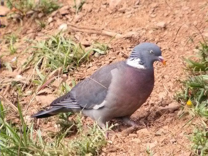 Tudó, paloma torcaz (Columba palumbus)