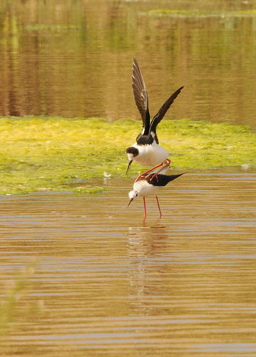 Còpula de cames llargues (Himantopus himantopus)