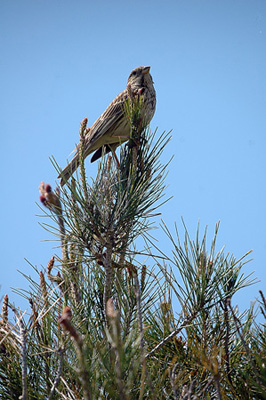 Cruixidell. Triguero (Miliaria calandra)