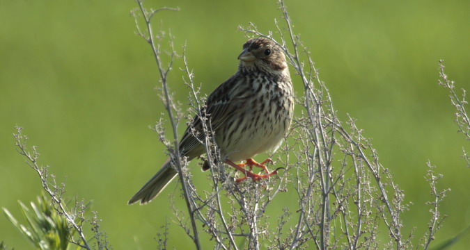 Cruixidell (Emberiza calandra)