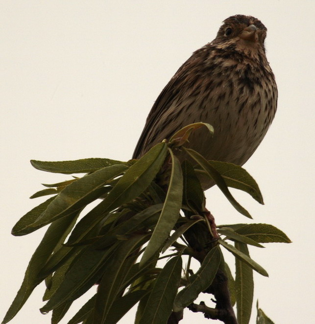 Cruixidell (Emberiza calandra)