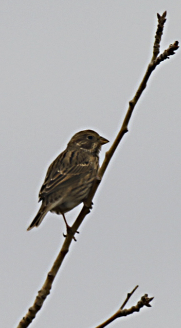 Cruixidell (Miliaria calandra)