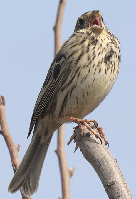 Cruixidell (Miliaria calandra)