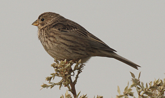 Cruixidell (Miliaria calandra)