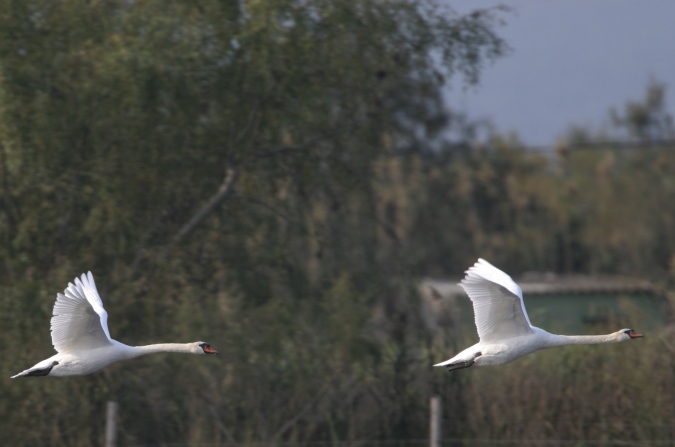 Cisne volando