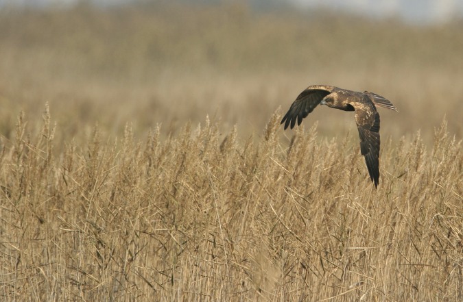 Aguilucho lagunero