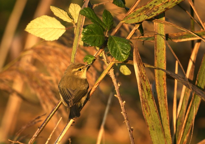 Mosquitero común