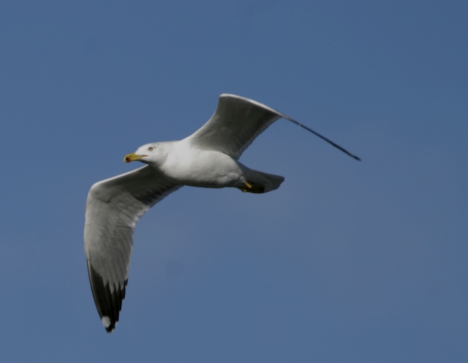 gaviota patiamarilla