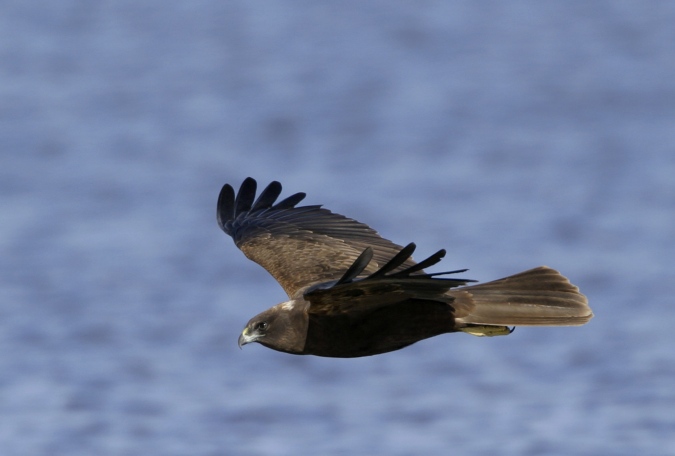 Aguilucho lagunero