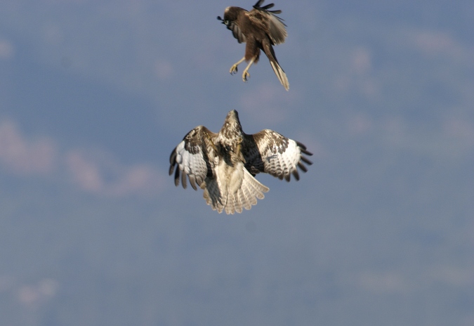 Ratonero i aguilucho peleandose en vuelo