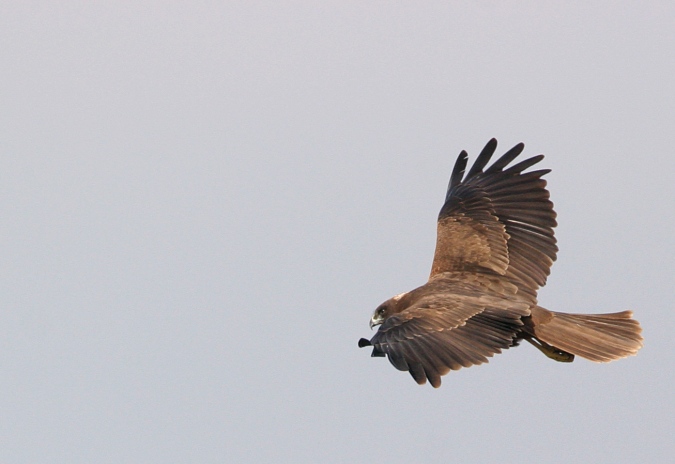 aguilucho lagunero