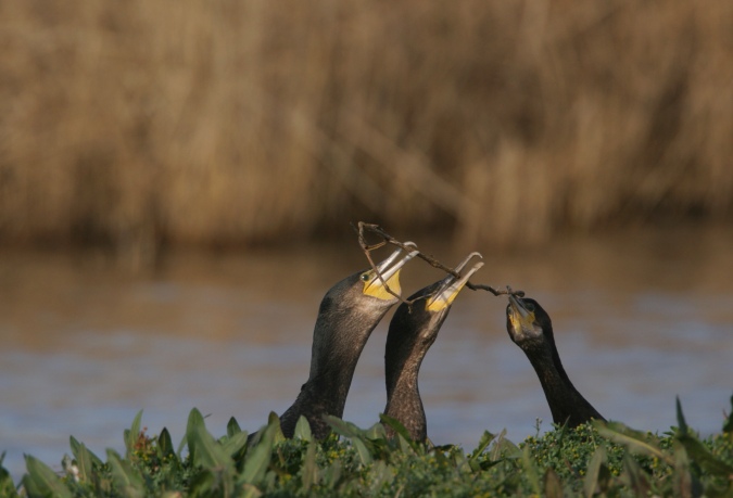 cormoranes juguetones