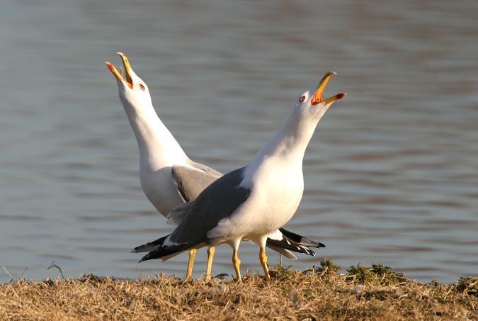 Gaviota patiamarilla