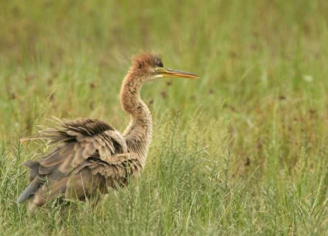 Garza  Imperial