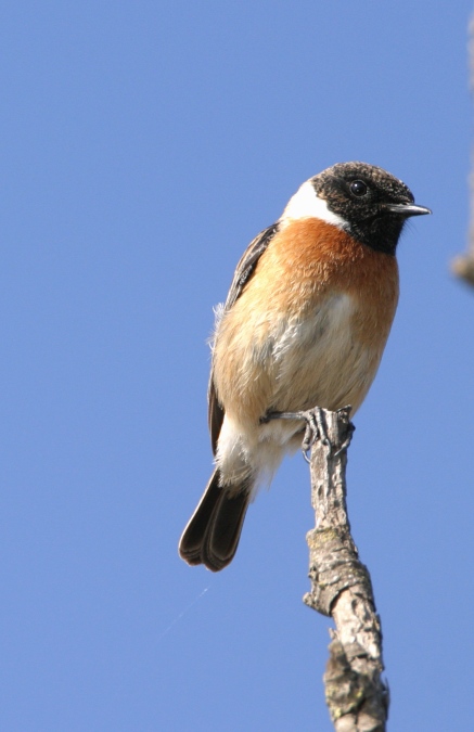 Tarabilla comun macho