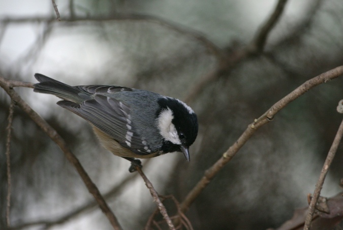 Carbonero garrapinos