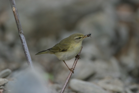 Mosquitero casando moscas