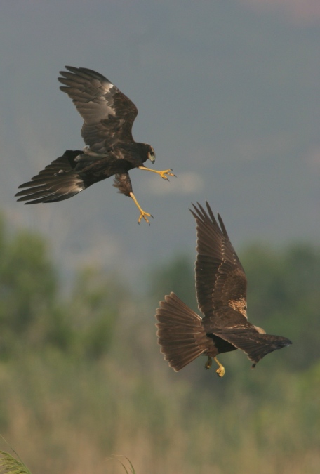 aguilucho lagunero