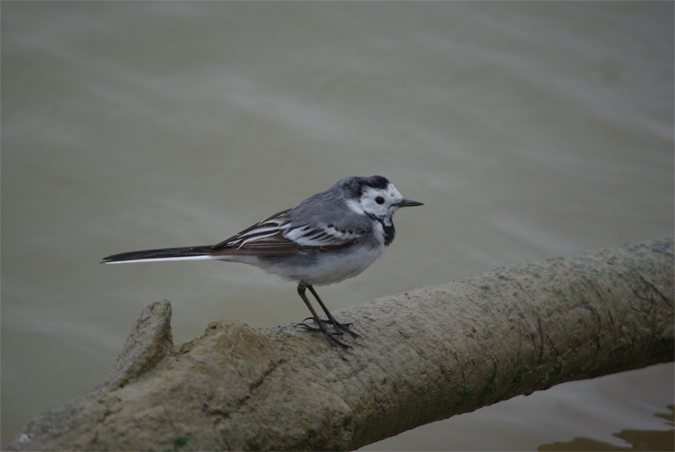 Cuereta blanca (Motacilla alba)