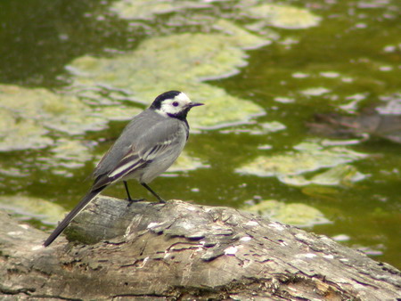 Cuereta blanca vulgar (Motacilla alba) Lavandera blanca común.