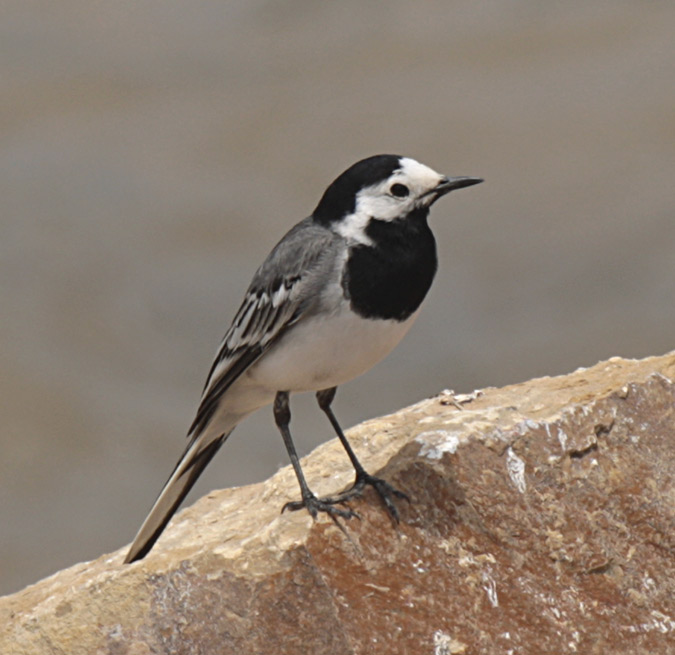 Cuereta blanca vulgar (Motacilla alba)