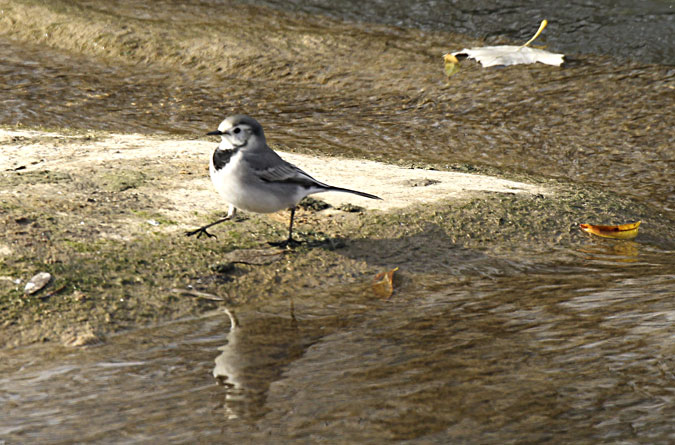 Cuereta blanca vulgar (Motacilla alba)