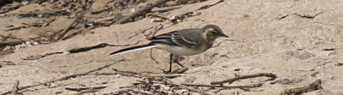 Jove de Cuereta blanca (Motacilla alba)