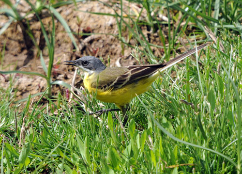 Cuereta groga (Motacilla flava)