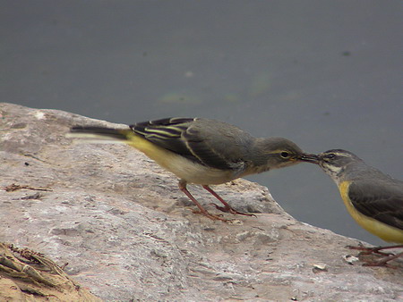 Cuereta groga (Motacilla flava)