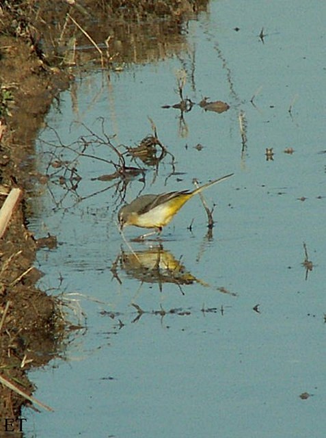 Cuereta torrentera