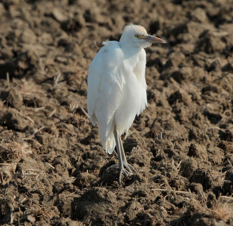 Esplugabous (Bubulcus ibis)