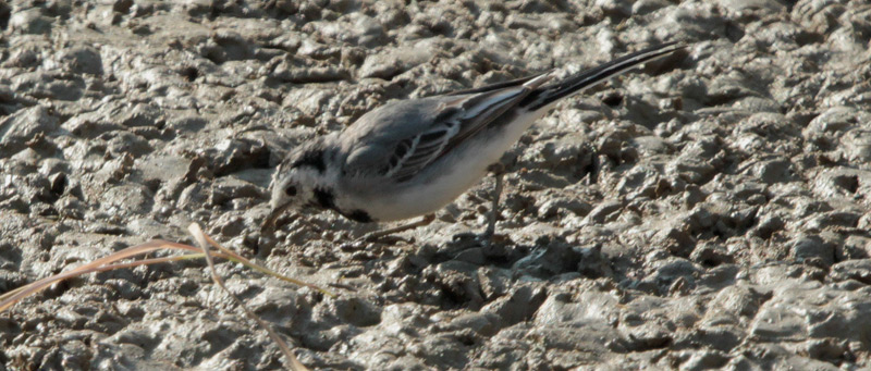 Cuereta blanca vulgar (Motacilla alba)