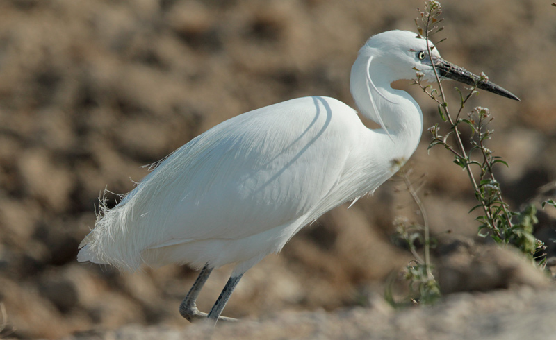 Martinet blanc (Egretta garzetta)