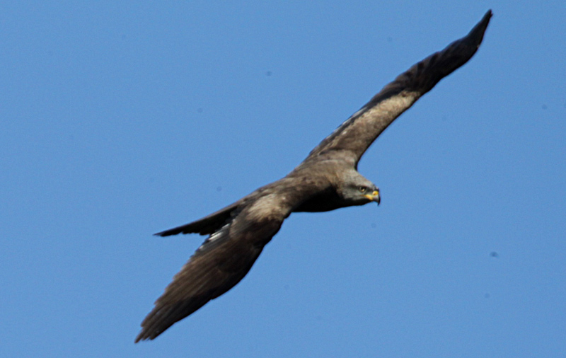 Milà negre (Milvus migrans)