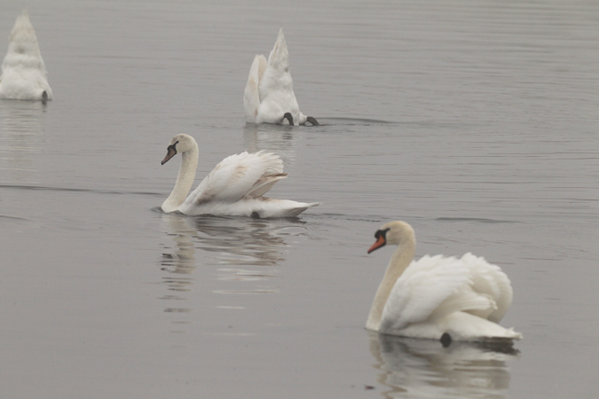 Cigne mut (Cygnus olor)