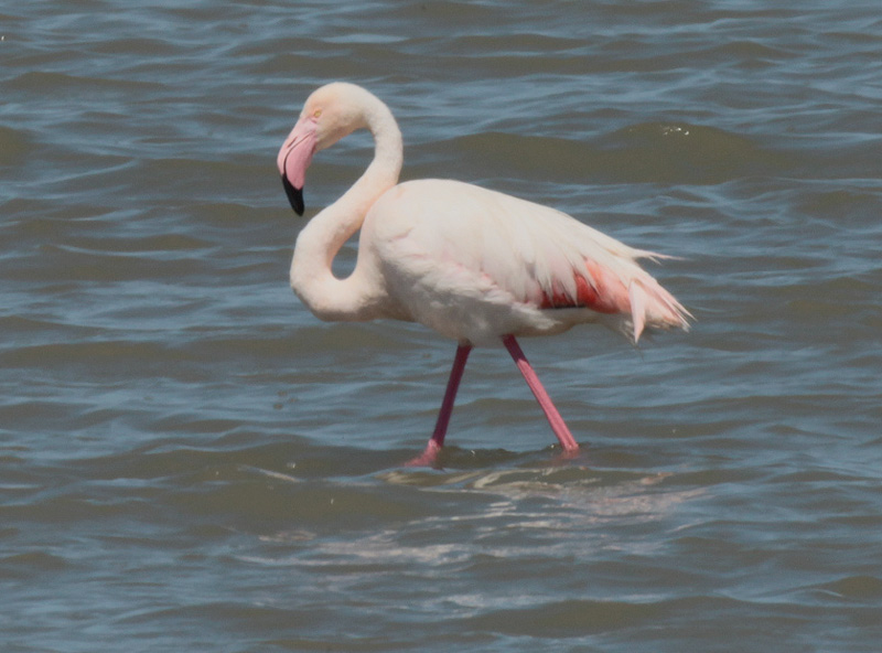 Flamenc rosat (Phoenicopterus roseus)