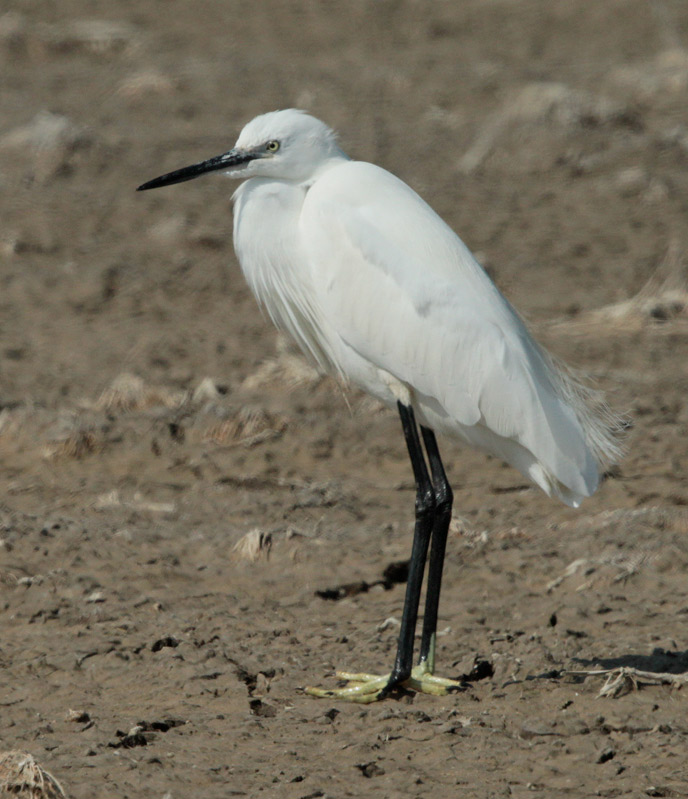 Martinet blanc (Egretta garzetta)