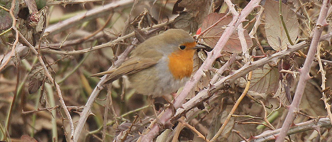 Pit-roig (Erithacus rubecula)