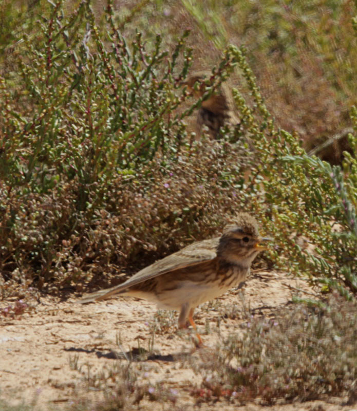 Alosa vulgar (Alauda arvensis)