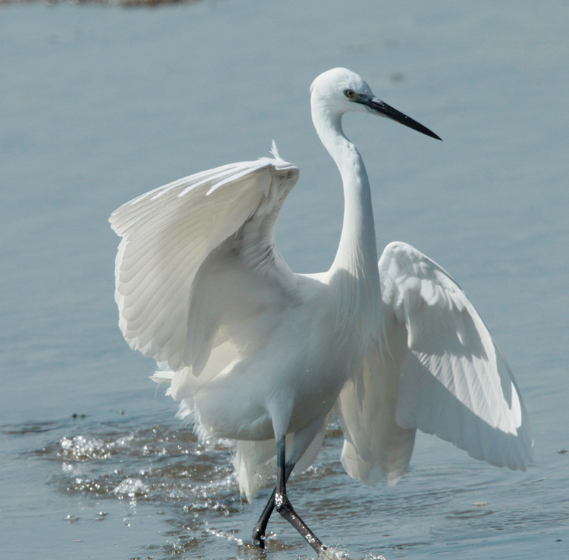 Martinet blanc (Egretta garzetta)