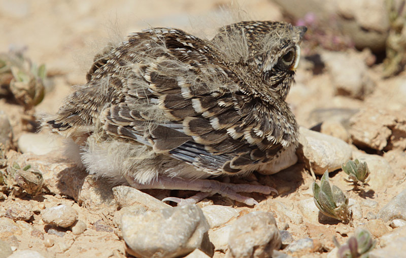 Pollet d'alosa vulgar (Alauda arvensis)